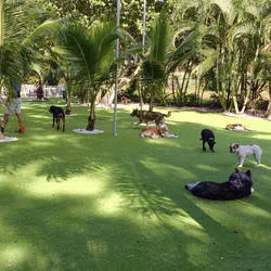 Global Syn-Turf ALLGREEN Pet Turf Emerald Green/Olive Green Indoor/Outdoor Turf 15 ft. Wide